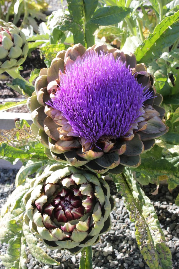 A close-up of two artichokes, one fully bloomed with a vibrant purple flower on top and the other in a closed form, set against a backdrop of green leaves.