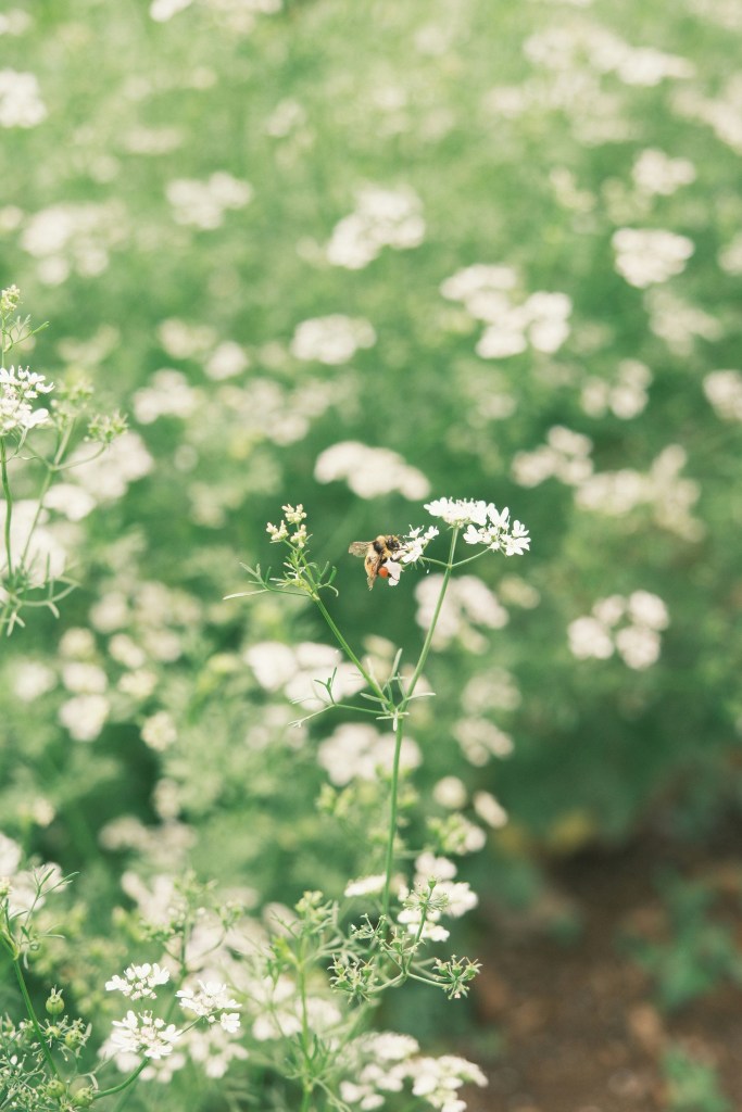 A close-up of a bee perched on a white flower, surrounded by a soft-focus background of a field filled with small white blooms and green foliage.
