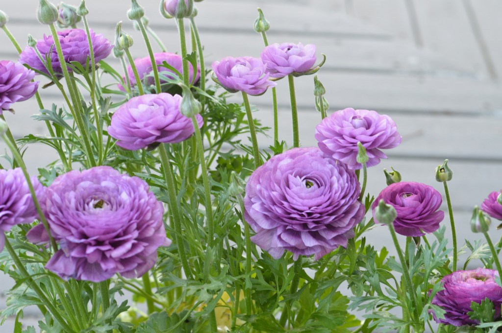 A vibrant bouquet of purple ranunculus flowers with lush green foliage.
