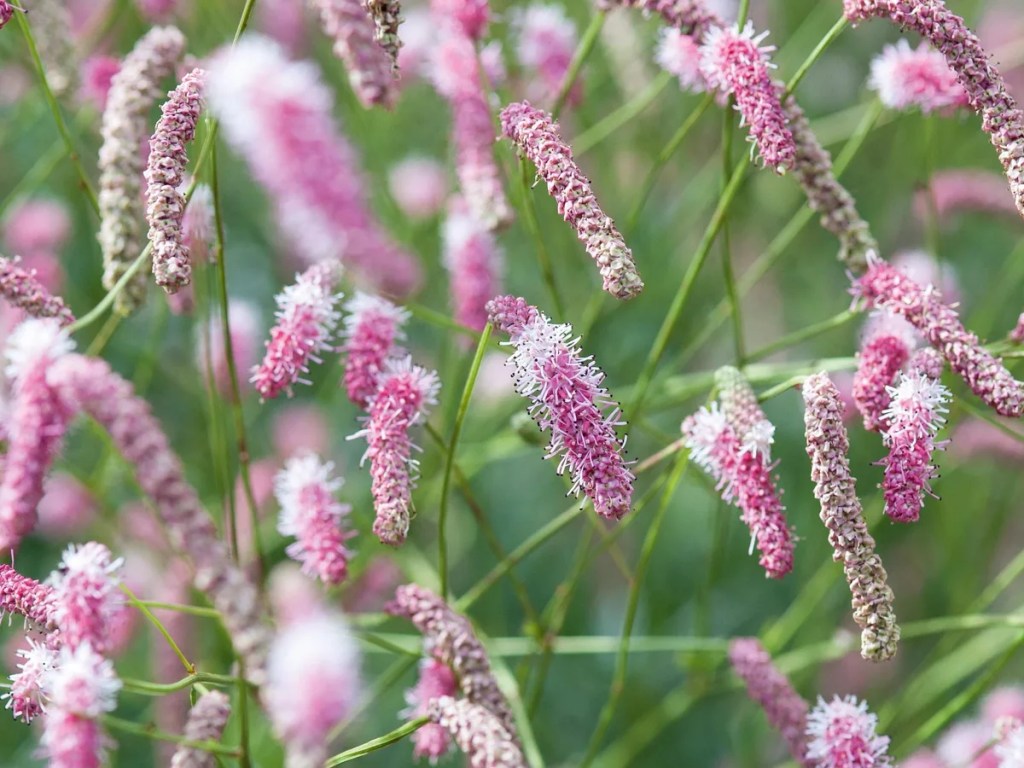A close-up view of pink and white flowering plants with elongated spikes in a lush green setting.