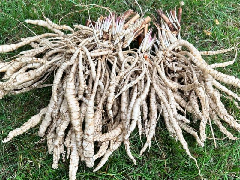 Potager Ramblings #69 (Should you be feeding the birds? Growing skirret)