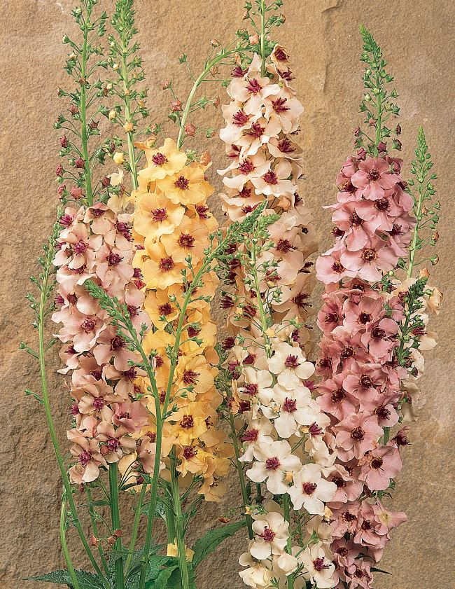 A vibrant arrangement of multi-colored flowers including shades of yellow, pink, and cream, with slender green stems against a natural stone background.