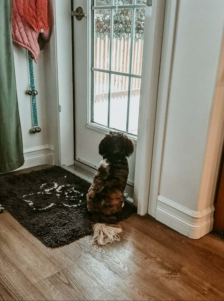A small dog sitting on a rug, gazing out through a glass door, with snow visible outside.