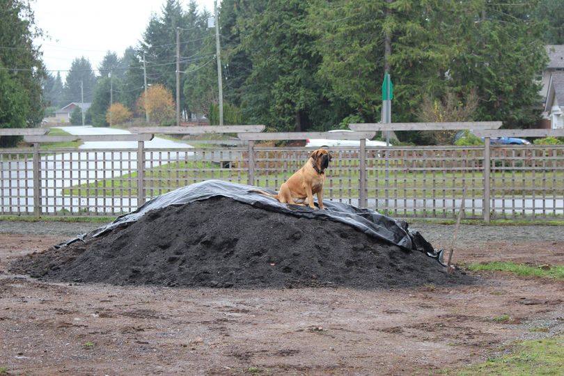A brown dog sitting on top of a large pile of black soil, covered with a black tarp, in a yard with trees and fence in the background.