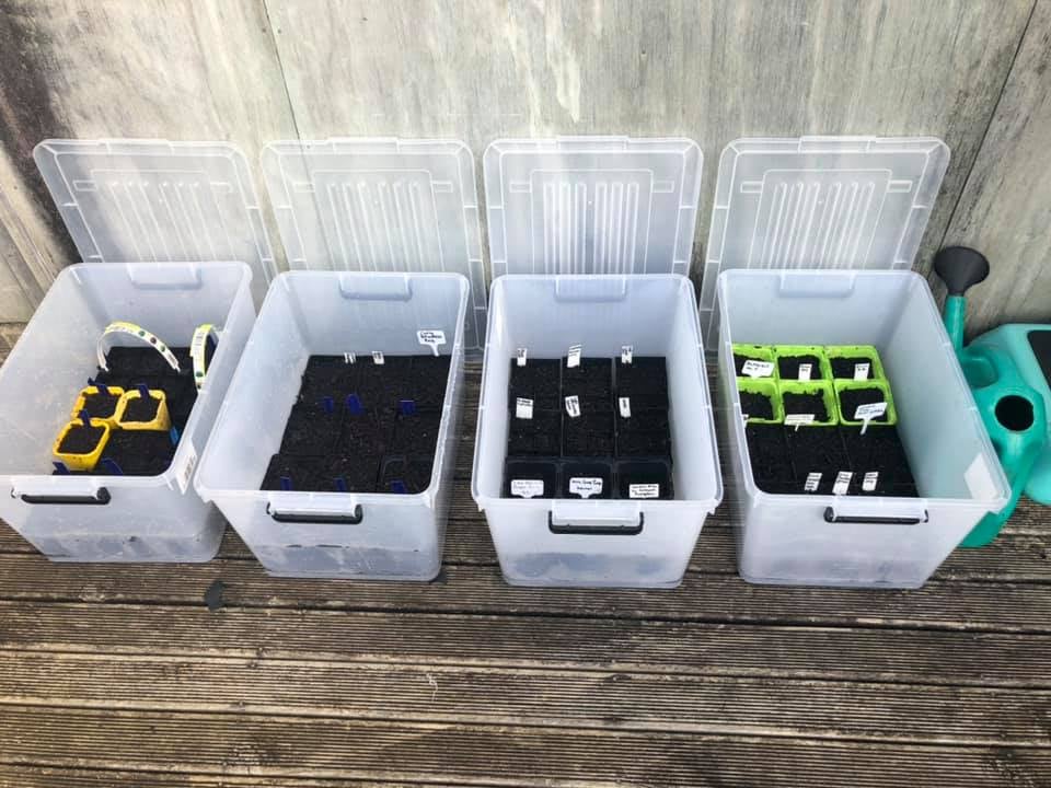 Three clear plastic containers with soil and plant tags, organized on a wooden surface, alongside a watering can.