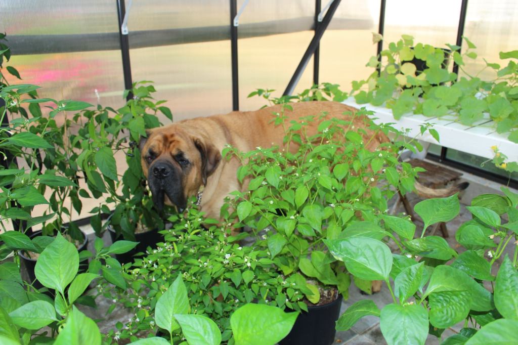 A large dog stands among various green plants in a greenhouse, with colorful flowers visible in the background.