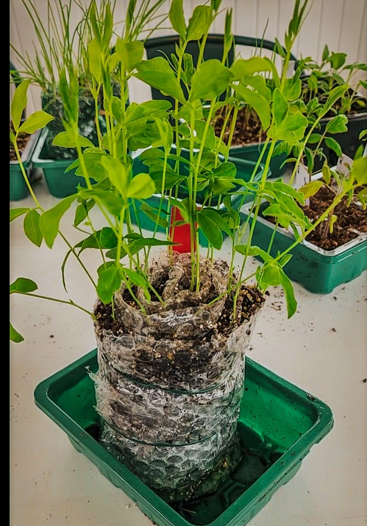 A sprouting plant with vibrant green leaves is growing in a clear plastic container filled with soil, wrapped in bubble wrap, situated in a green planter on a white surface.