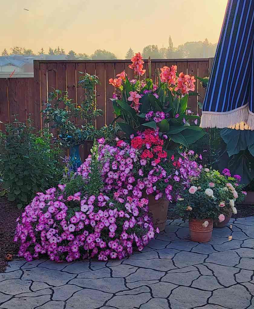 A vibrant display of blooming flowers in various colors, including pinks, reds, and oranges, arranged in terracotta pots on a textured stone patio, with a wooden fence and greenery in the background.