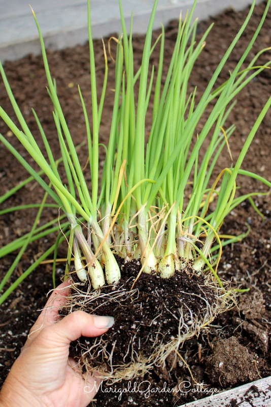 A hand holding a bunch of green onions with visible roots and soil, set against a brown background of garden soil.