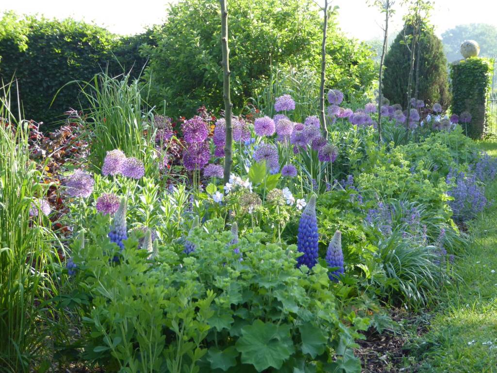 A colorful garden filled with various flowers, including purple alliums and blue lupines, surrounded by lush greenery and tall grass.