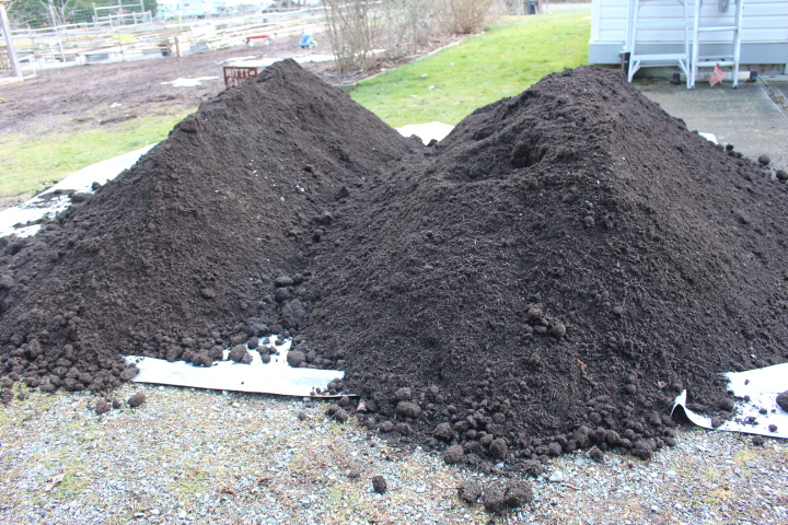 Two large mounds of dark soil or compost on a grassy area, with gravel and a backdrop of a garden and a building.