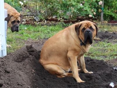 What To Do In The March Garden – From The Potting Shed (all about&nbsp;soil)