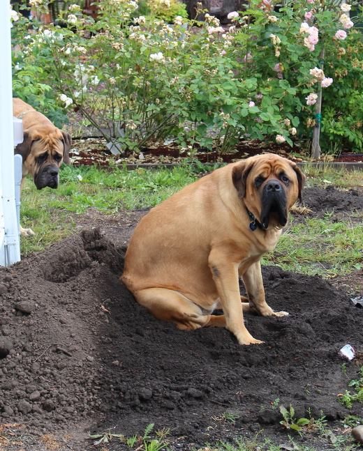 What To Do In The March Garden – From The Potting Shed (all about soil)