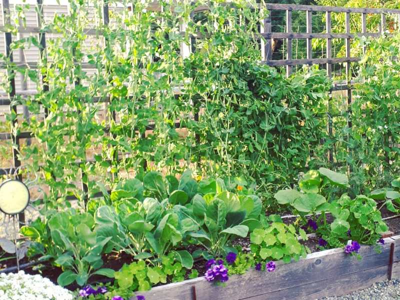 Planning Your (Potager) Garden&nbsp;Layout