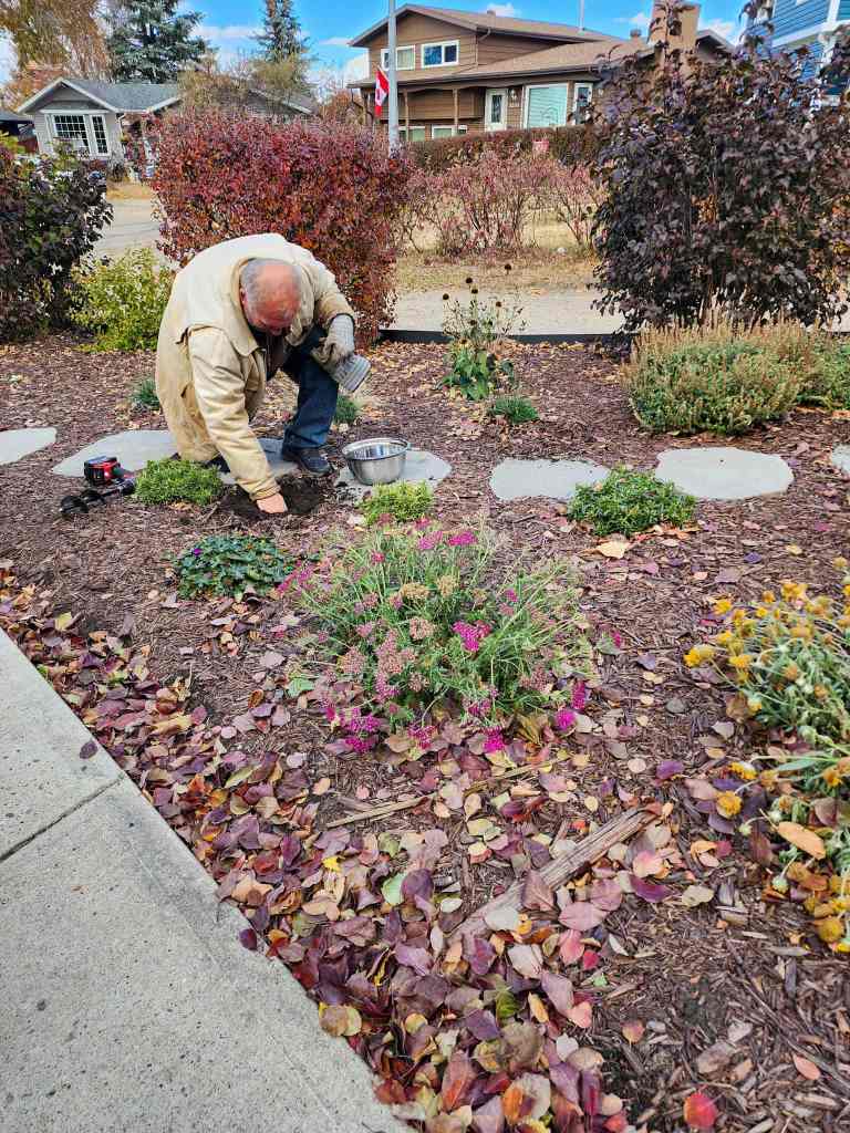 A person kneeling in a garden, planting flowers among autumn leaves and plants, with a small bowl nearby.