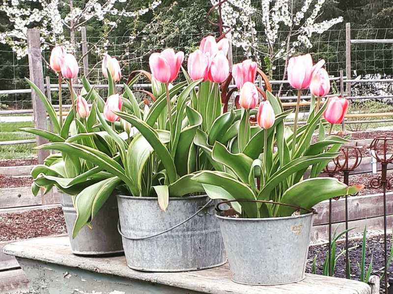 Sunday Ramblings #76 (Spring &&nbsp;Easter)