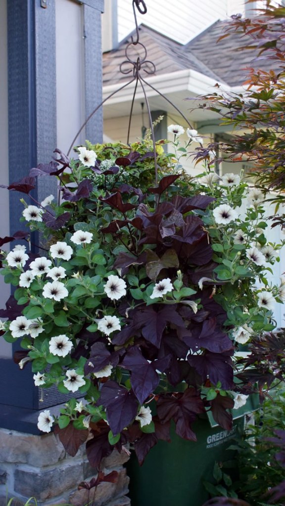 Hanging planter filled with vibrant purple leaves and white petunias, located next to a house.
