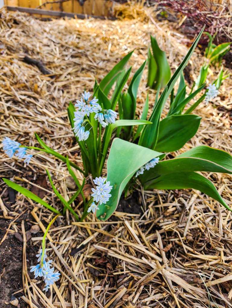 Cluster of light blue flowers with green leaves growing in mulch-covered soil.
