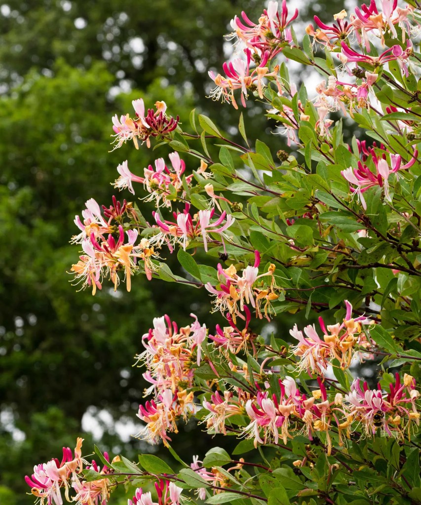 A beautiful pink and yellow honeysuckle vine.