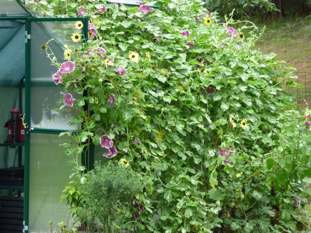 A lush green garden with a greenhouse partially covered in climbing plants, featuring purple flowers and sunflowers in full bloom.