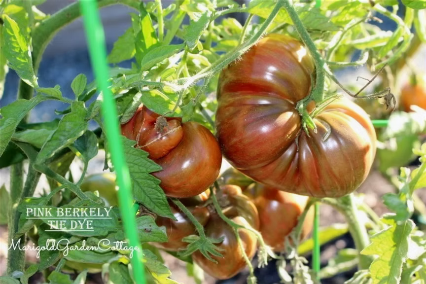 Close-up of ripe Pink Berkley Tie Dye tomatoes growing on a vine, surrounded by lush green leaves.