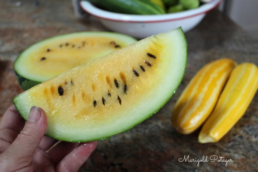 A hand holding a slice of yellow-fleshed watermelon with black seeds, alongside two striped yellow vegetables on a countertop.