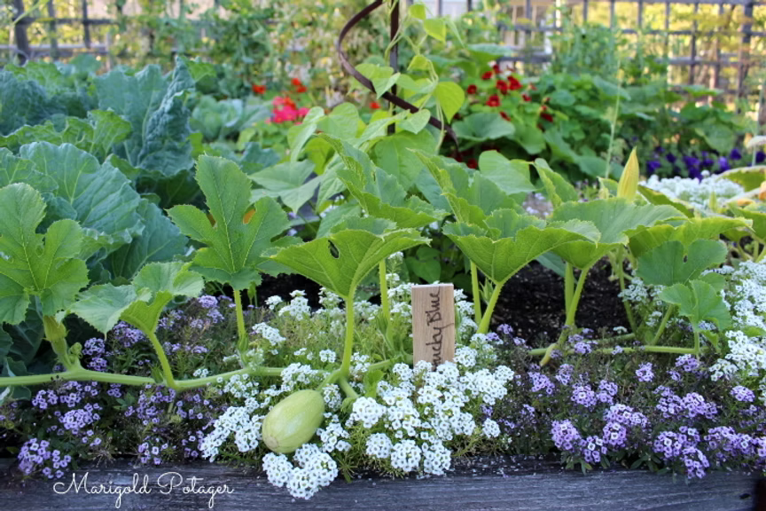 A vibrant vegetable garden featuring leafy green plants, flowering herbs, and a squash plant with a small squash visible. A wooden plant label reads 'Candy Blue.'