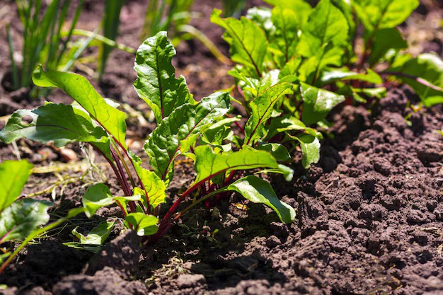 A close-up view of a row of beetroot plants with vibrant green leaves growing in rich, dark soil.