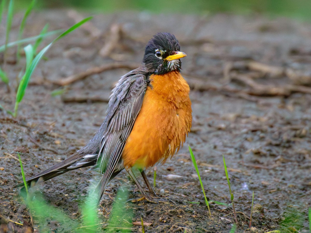 Early April In The Potting&nbsp;Shed