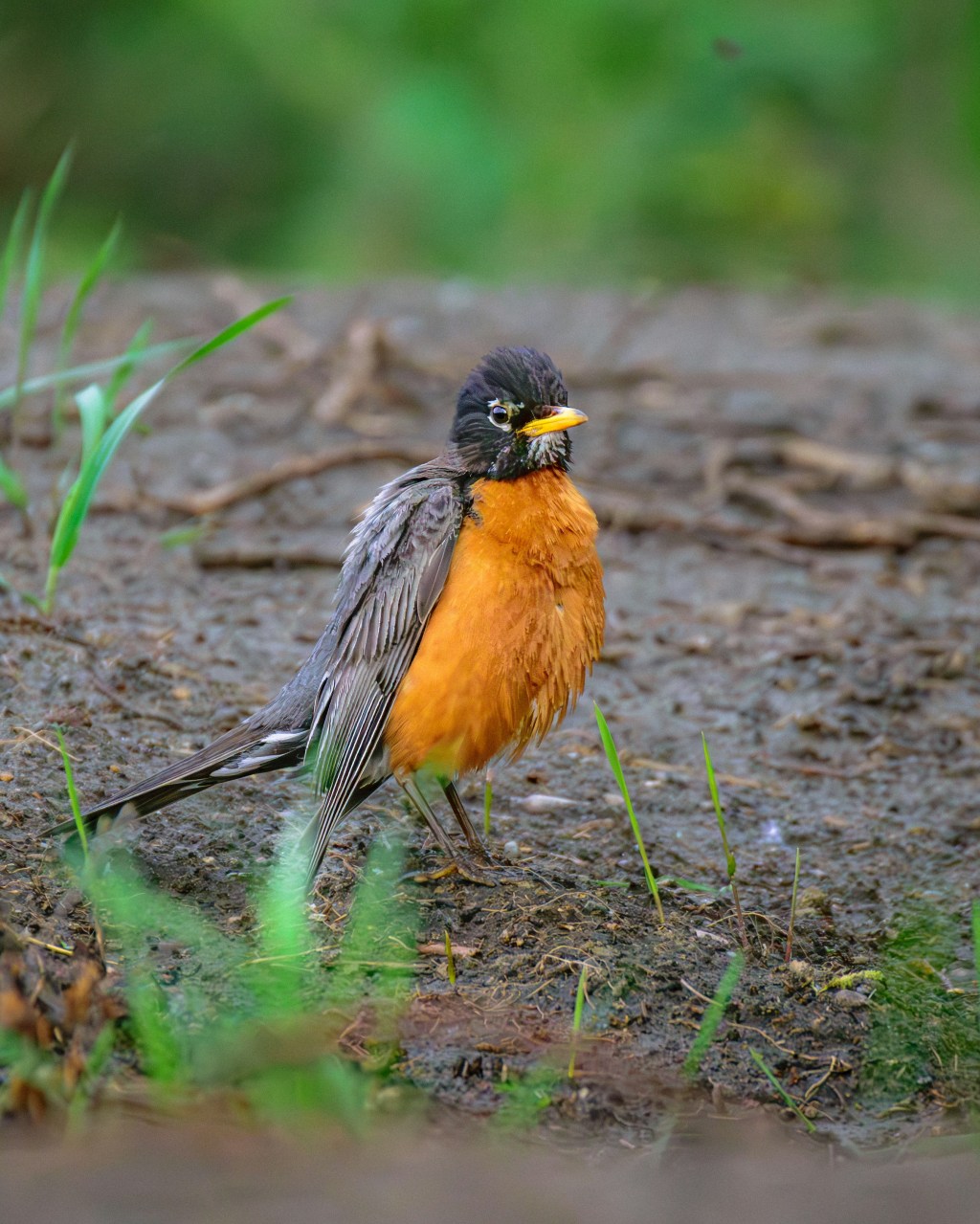 Early April In The Potting&nbsp;Shed