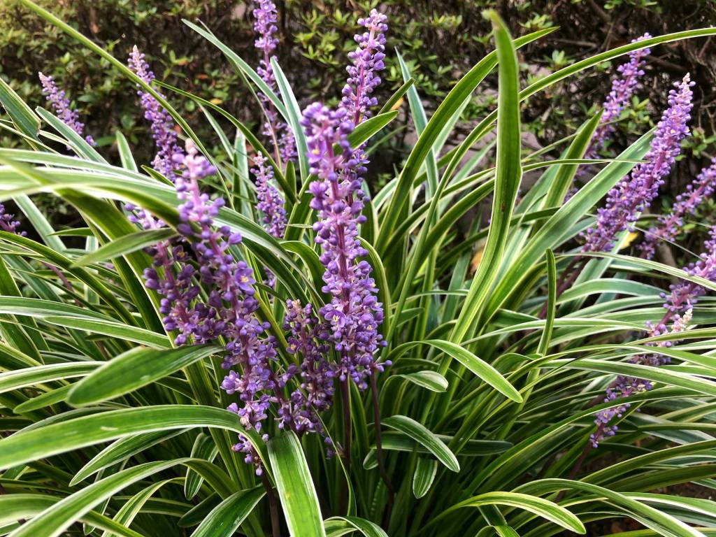 A lush green plant with long, striped leaves and tall spikes of small purple flowers.