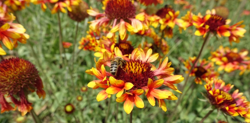 A bee collecting nectar from vibrant orange and yellow flowers in a field.