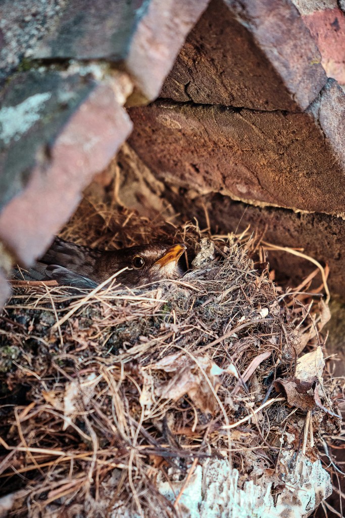 A close-up of a bird's nest made of twigs and leaves, with a bird partially visible inside, looking out from a brick structure.