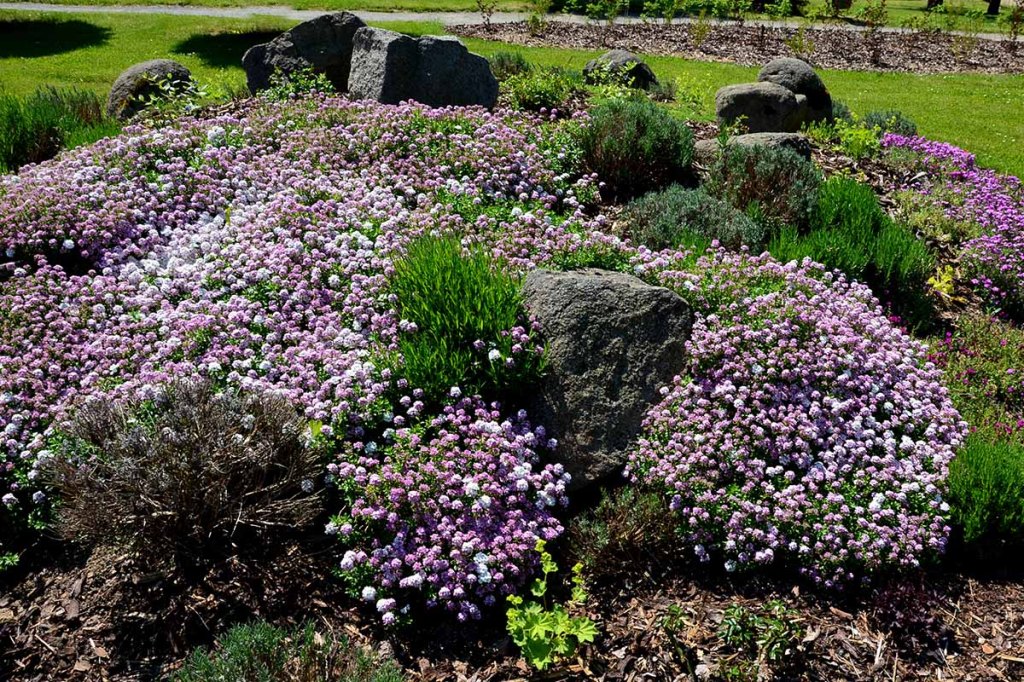A lush garden bed filled with clusters of small pink and white flowers, interspersed with green plants and large rocks, set against a grassy background.