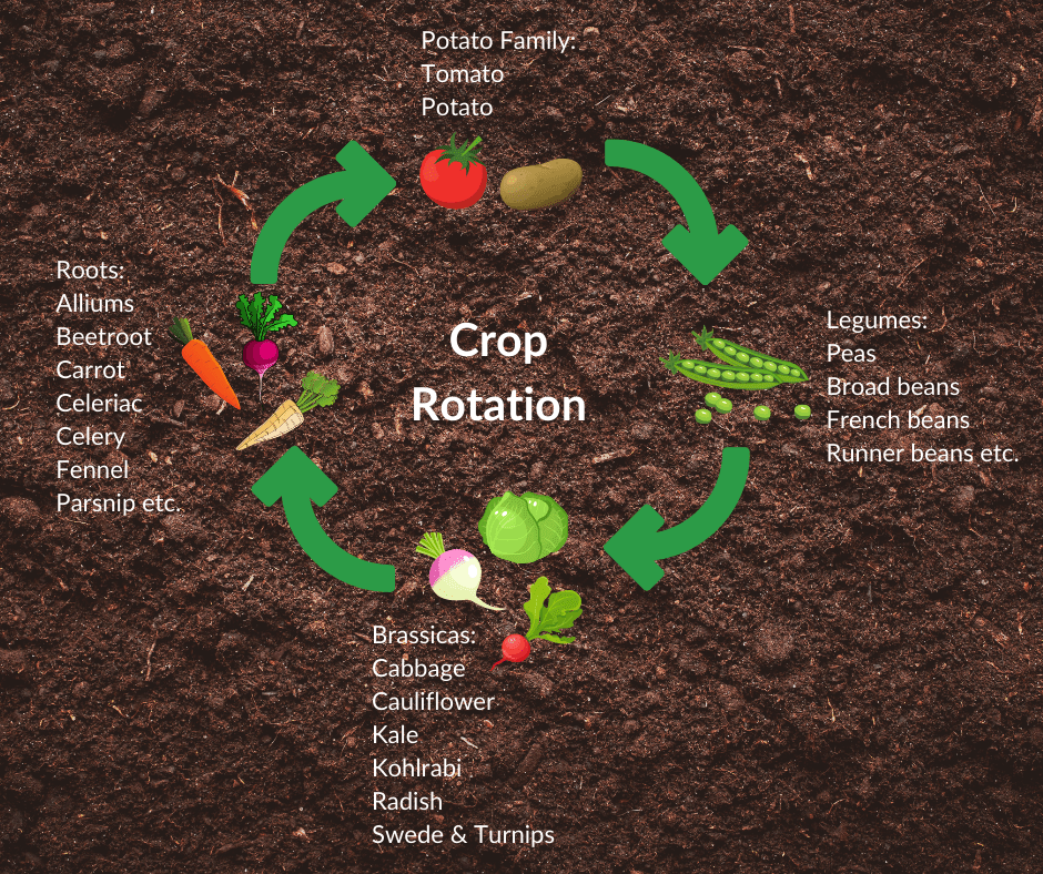 Illustration of crop rotation with labeled categories: Roots, Potato Family, Legumes, and Brassicas displayed on a dark soil background.