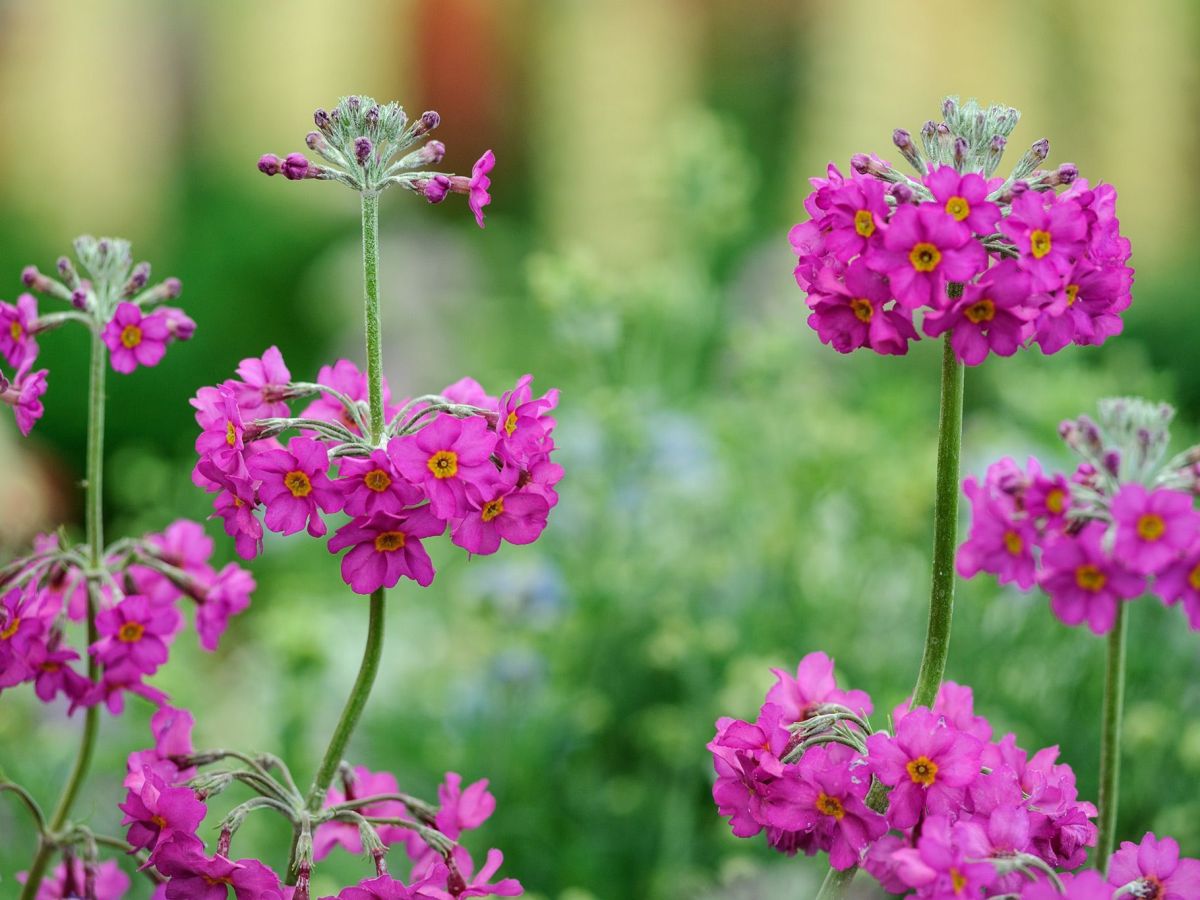 Sunday Potager Ramblings #75 (spring gardening, tomatoes, pretty&nbsp;gardens)