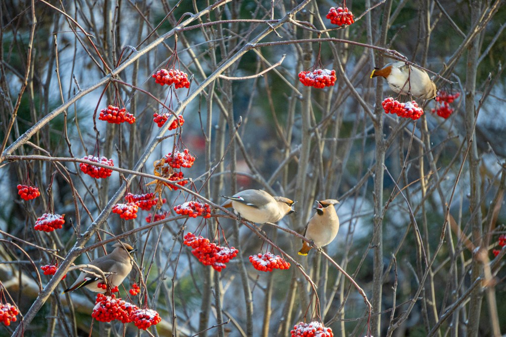 A group of birds perched on branches laden with red berries, set against a blurred natural background.
