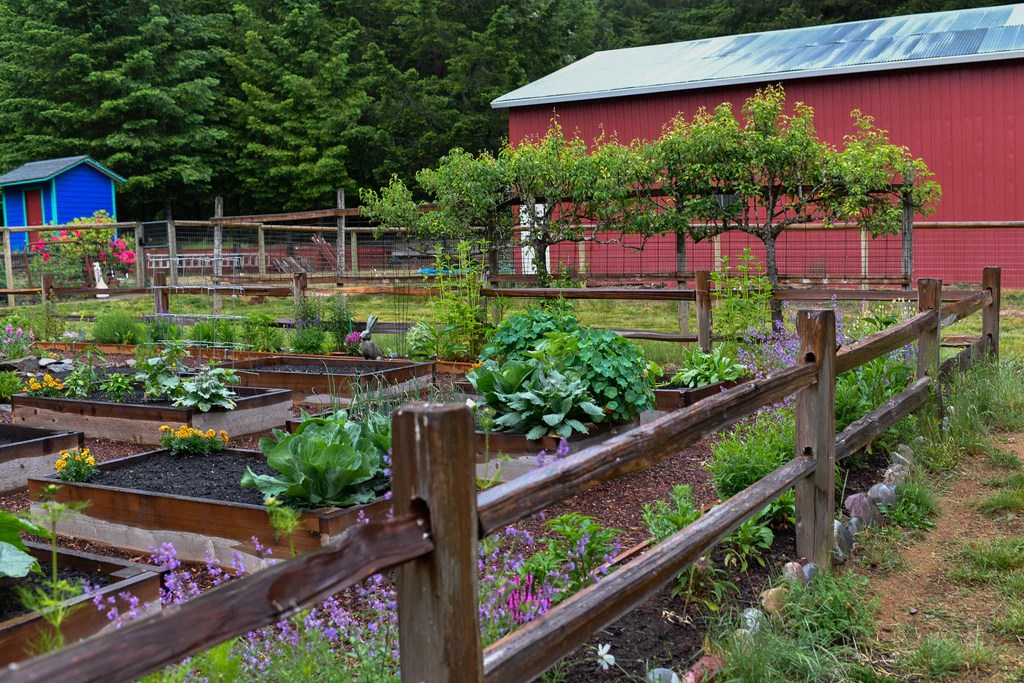 A vibrant garden featuring raised vegetable beds filled with various plants, surrounded by wooden fencing and colorful flowers. In the background, there's a red barn and a blue shed among trees.