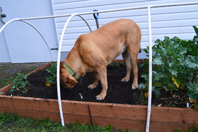 A dog digging in a garden bed with leafy vegetables and a support structure overhead.