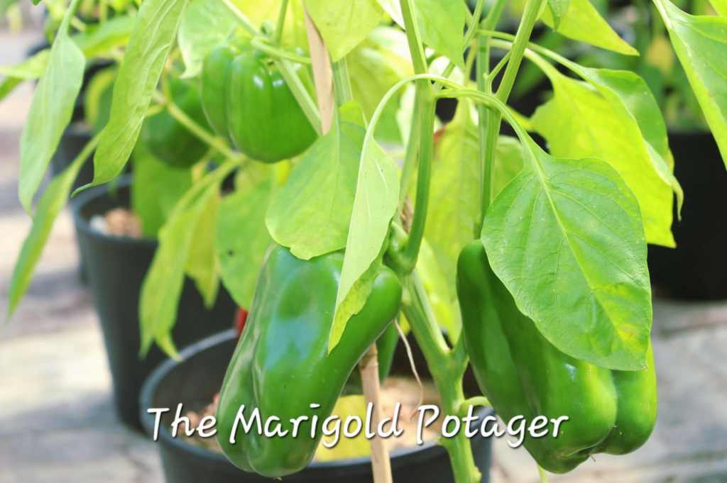 Close-up of green bell peppers growing on a plant, surrounded by lush green leaves in a garden setting.