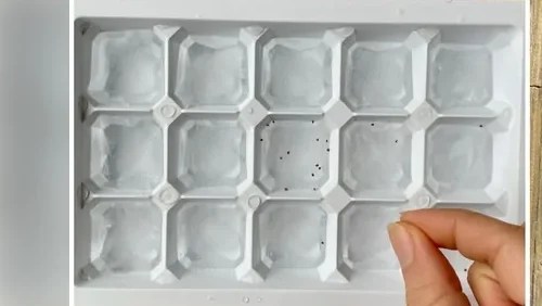 A hand holding a small seed above an empty seed tray with several compartments.