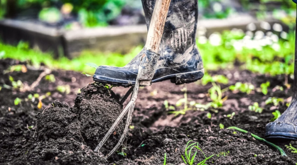 Close-up of a boot stepping on soil with a garden fork, indicating gardening activity.