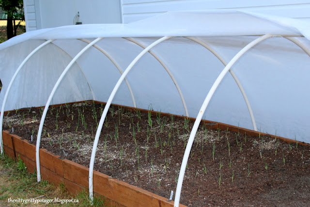 A greenhouse structure made of white PVC pipes, covering a raised garden bed with newly sprouted plants and soil.