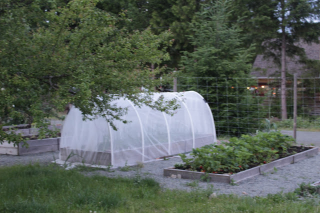 A greenhouse covered with clear plastic sits in a garden, surrounded by raised garden beds filled with green plants and vegetables.