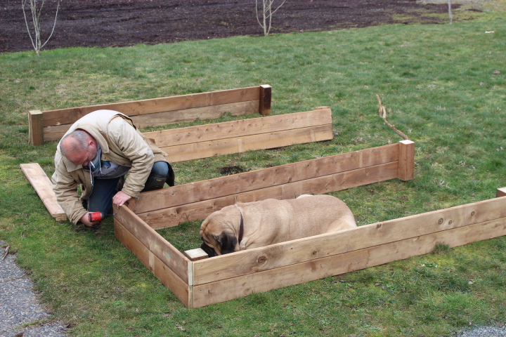 A person assembling a wooden garden bed frame in a grassy area, with a large dog lying next to him.
