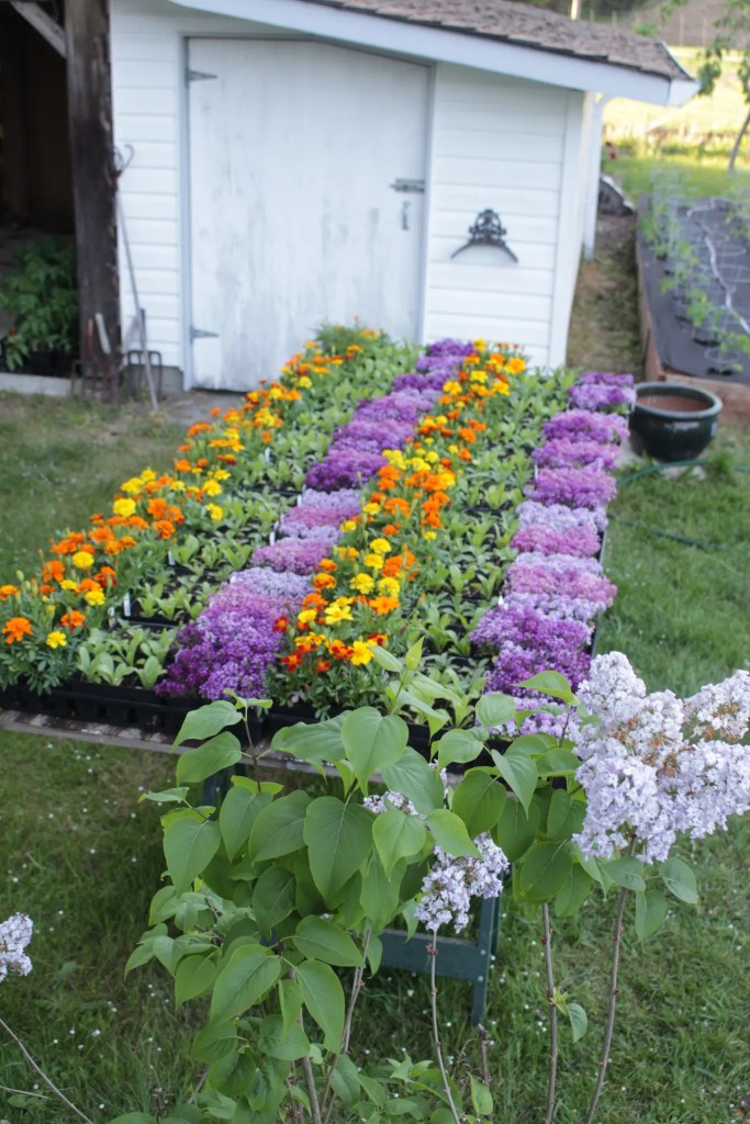 Colorful flower beds featuring purple, orange, and yellow flowers in front of a white shed.