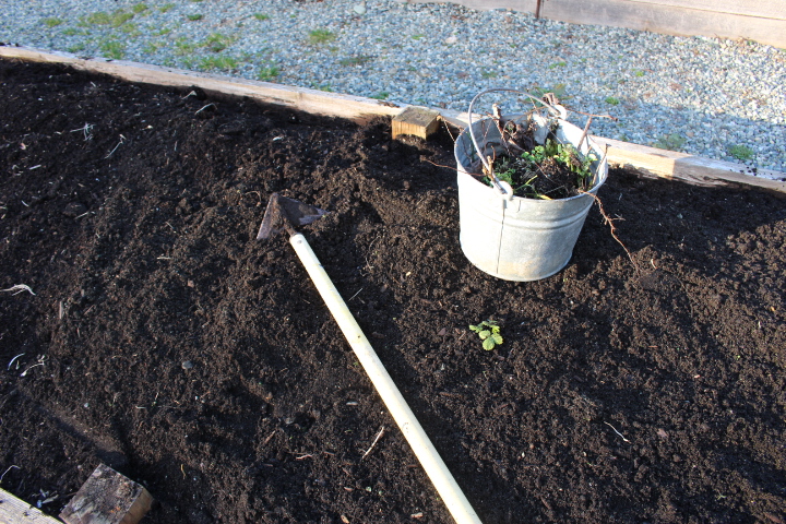 A garden bed filled with dark, rich soil, featuring a gardening hoe and a metal bucket containing plants.