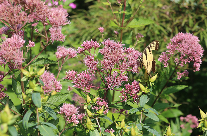 A yellow and black butterfly perched on pink flowers in a garden setting, surrounded by lush green leaves.