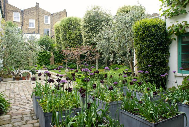 A backyard garden with grey raised beds filled with purple flowers.