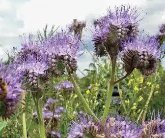 Close-up of flowering plants with purple blooms and green foliage in a natural setting.